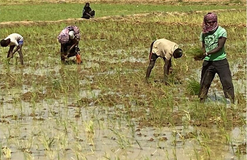 Souveraineté Alimentaire en Danger : L’Importance de la Campagne de Contre-Saison en Mauritanie