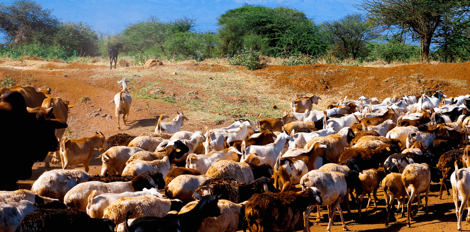 Mauritanie : la société civile appelle à un sursaut national face à la Fièvre de la Vallée du Rift