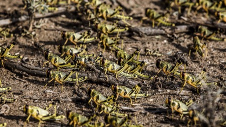 Invasion acridienne : une nouvelle menace sur un pays déjà fragilisé