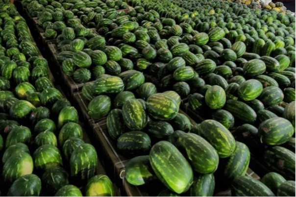 Souveraineté alimentaire et diversification : la voie pour la Mauritanie