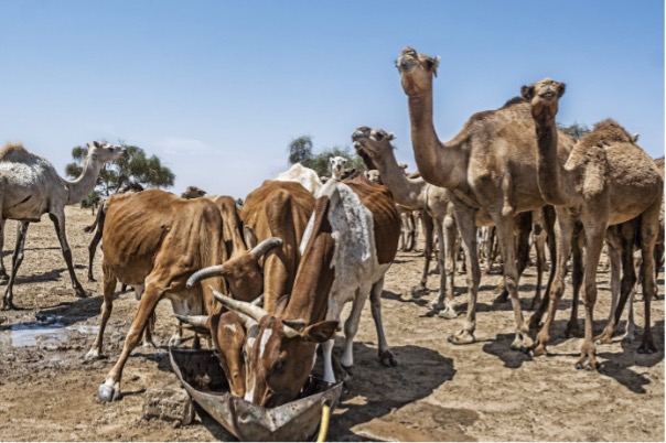 Déclaration de la société civile : la Mauritanie doit agir d’urgence pour sauver son cheptel